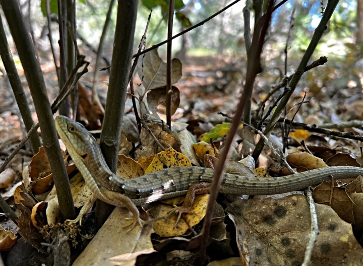Southern Alligator Lizard
